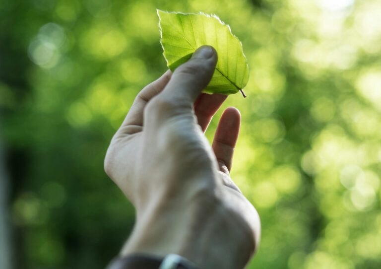 Mão segurando uma folha representando sustentabilidade.